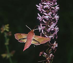 Mittlerer Weinschwärmer Deilephila elpenor + Gymnadenia conopsea, D Pforzheim 6.7.96