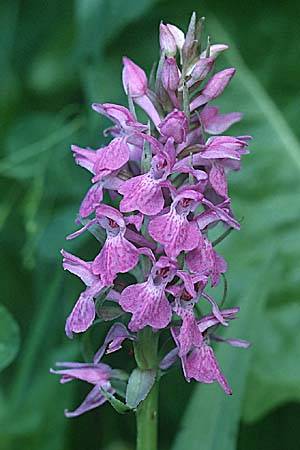 Dactylorhiza majalis x praetermissa, D   Stolberg 11.6.2000 