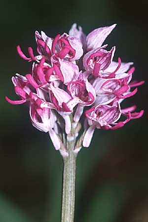Orchis militaris x simia, D   Pforzheim 9.5.2004 