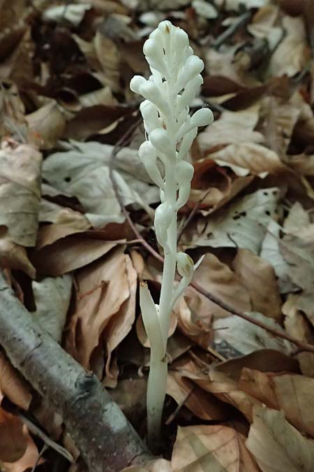 Neottia nidus-avis forma nivea \ Vogel-Nestwurz, D  Eiersheim 31.5.2025 