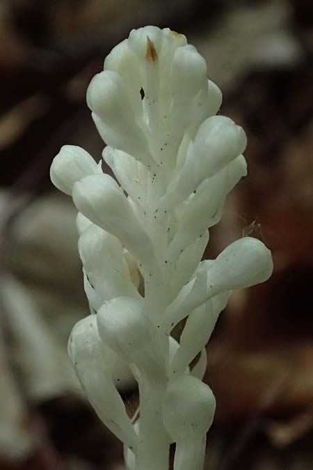 Neottia nidus-avis forma nivea \ Vogel-Nestwurz, D  Eiersheim 31.5.2025 