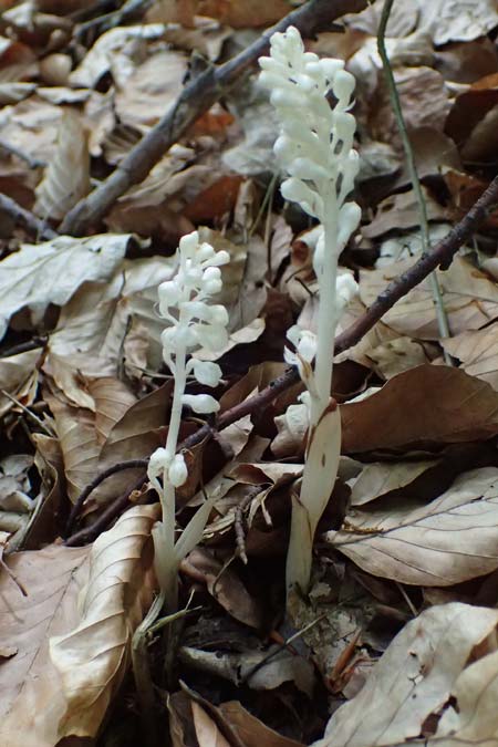 Neottia nidus-avis forma nivea \ Vogel-Nestwurz, D  Eiersheim 31.5.2025 