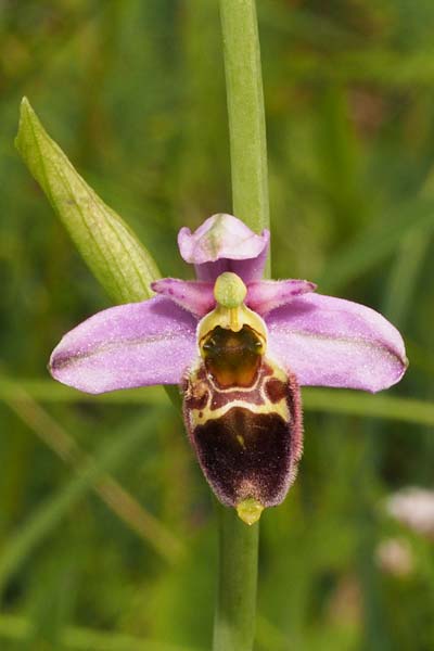 Ophrys apifera x elatior, D   Steinenstadt 15.7.2020 (Photo: Harald Baumgartner)