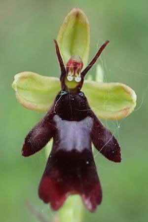 Ophrys insectifera, Fly Orchid