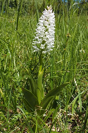 Orchis militaris farbvariante_color-variant \ Helm-Knabenkraut / Military Orchid, D  Bad Bellingen 1.5.2018 (Photo: Uwe Reinbold)
