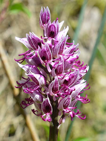[click] Orchis simia, D   Kaiserstuhl 15.4.2020 (Photo: Christian Schlomann)