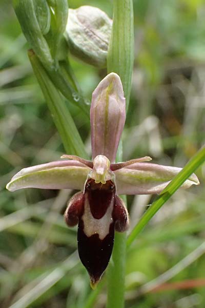 Ophrys apifera x insectifera, D   Neuleiningen 1.5.2024 