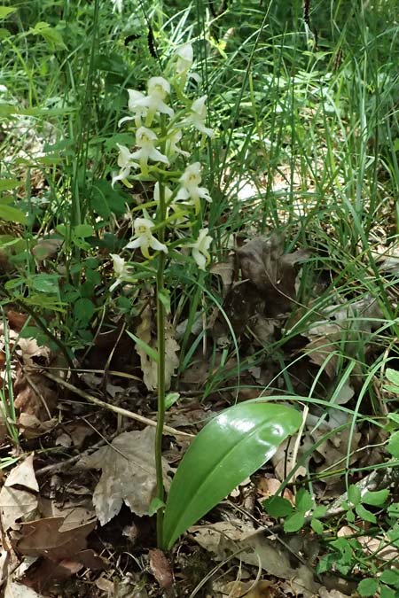 Platanthera chlorantha \ Grünliche Waldhyazinthe, D  Eiersheim 31.5.2025 