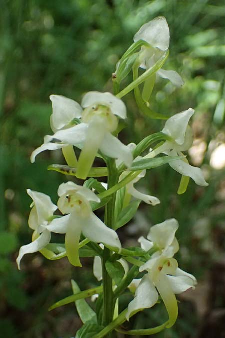 Platanthera chlorantha \ Grünliche Waldhyazinthe, D  Eiersheim 31.5.2025 