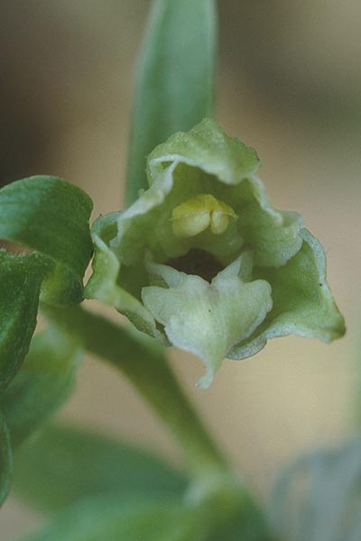 Epipactis peitzii \ Peitz-Ständelwurz, D  Taunus,Hahnstätten 8.8.1997 