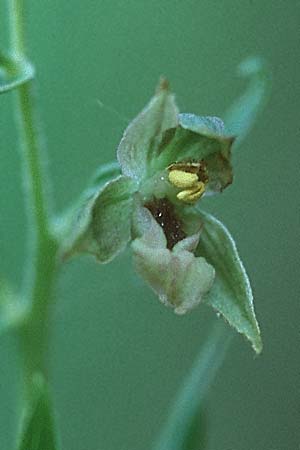 Epipactis peitzii \ Peitz-Ständelwurz, D  Taunus,Hahnstätten 8.8.1997 