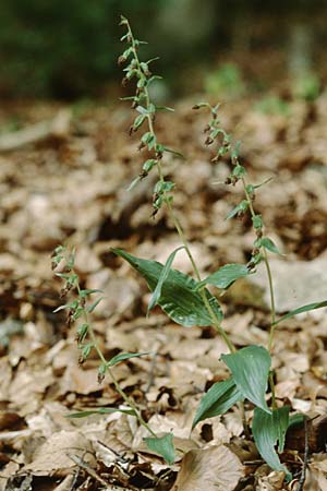 Epipactis peitzii \ Peitz-Ständelwurz, D  Taunus,Hahnstätten 8.8.1997 