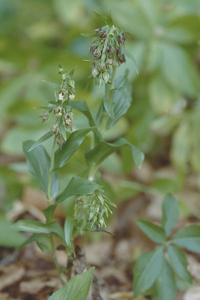 Epipactis peitzii \ Peitz-Ständelwurz, D  Taunus,Hahnstätten 8.8.1997 