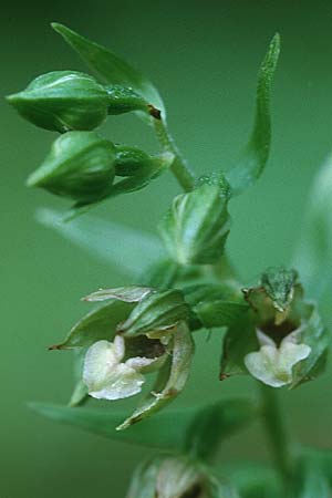 Epipactis peitzii \ Peitz-Ständelwurz, D  Taunus,Hahnstätten 8.8.1997 