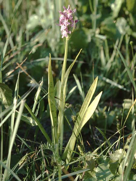Dactylorhiza incarnata x pomeranica, D   Insel/island Usedom 4.6.1999 