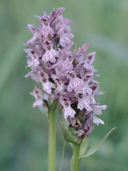 Dactylorhiza majalis x pomeranica, D   Insel/island Usedom 4.6.1999 
