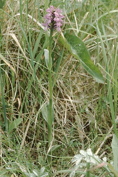 Dactylorhiza majalis x pomeranica, D   Insel/island Usedom 4.6.1999 