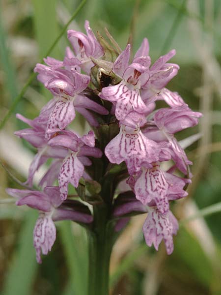 Dactylorhiza majalis x pomeranica, D   Insel/island Usedom 4.6.1999 