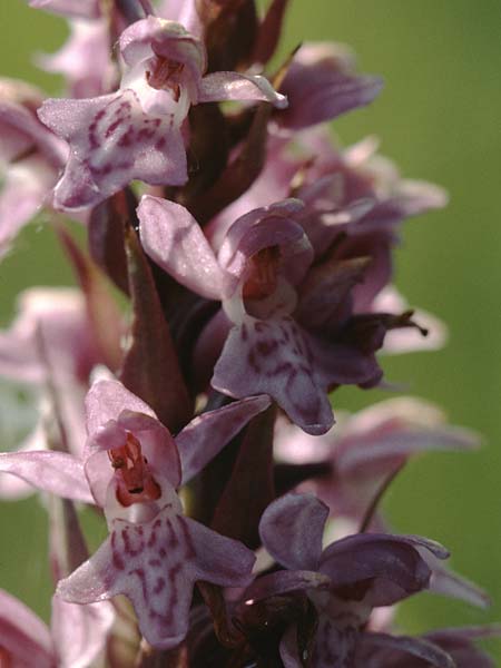 Dactylorhiza incarnata x pomeranica, D   Insel/island Usedom 13.6.2000 