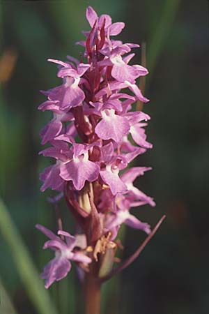 Dactylorhiza pomeranica \ Vorpommern-Fingerwurz, D  Insel Usedom 4.6.1999 