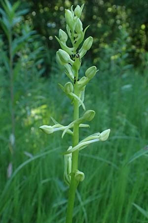 Platanthera pervia \ Müllers Waldhyazinthe (Streuwiesensippe von Südbaden), D  Karlsruhe 30.5.2025 