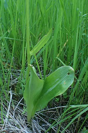 Platanthera pervia \ Müllers Waldhyazinthe (Streuwiesensippe von Südbaden), D  Karlsruhe 30.5.2025 