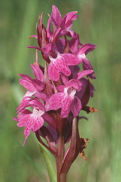 Dactylorhiza pomeranica \ Vorpommern-Fingerwurz, D  Insel Usedom 4.6.1999 