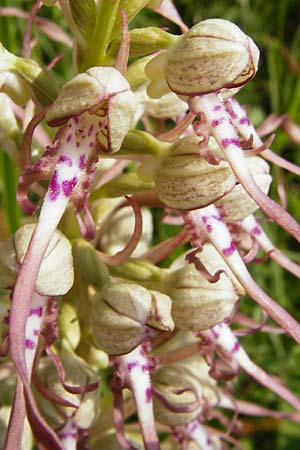 Himantoglossum hircinum \ Bocks-Riemenzunge, D  Limburg 22.5.2015 