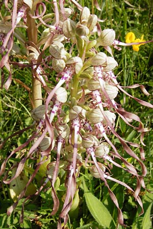 Himantoglossum hircinum \ Bocks-Riemenzunge, D  Limburg 22.5.2015 