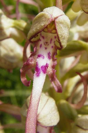 Himantoglossum hircinum \ Bocks-Riemenzunge, D  Limburg 22.5.2015 