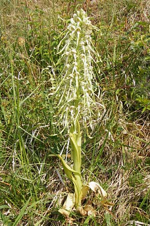 Himantoglossum hircinum \ Bocks-Riemenzunge, D  Limburg 22.5.2015 