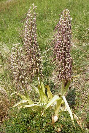 Himantoglossum hircinum \ Bocks-Riemenzunge, D  Limburg 22.5.2015 