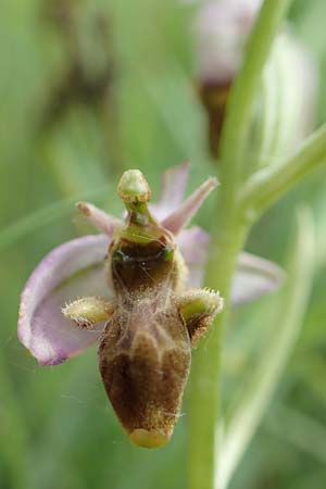 Ophrys scolopax \ Schnepfen-Ragwurz / Woodcock Orchid (picta), D  Kehl 22.5.2020 
