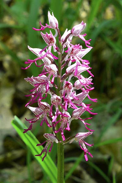 Orchis militaris x simia, D   Kaiserstuhl 5.5.2018 (Photo: Christian Schlomann)