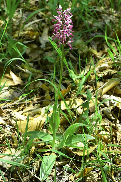 Orchis militaris x simia, D   Kaiserstuhl 5.5.2018 (Photo: Christian Schlomann)