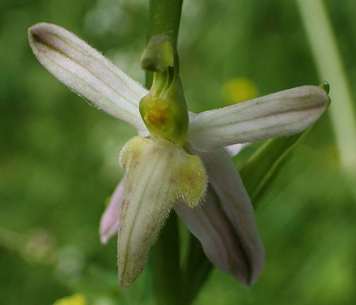 Ophrys apifera var. trollii \ Trolls Bienen-Ragwurz / Troll's Bee Orchid, D  Eggenstein-Leopoldshafen 12.6.2021 