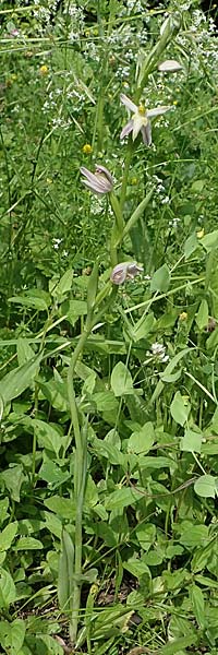 Ophrys apifera var. trollii \ Trolls Bienen-Ragwurz / Troll's Bee Orchid, D  Eggenstein-Leopoldshafen 12.6.2021 