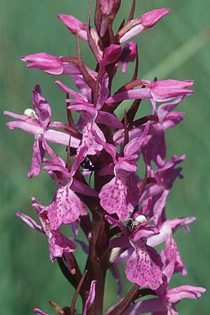 Dactylorhiza traunsteineri subsp. vosagiaca \ Wasgau-Fingerwurz, Wasgau-Knabenkraut / Wasgau Marsh Orchid, D  Ludwigswinkel in der Pfalz 21.6.1998 