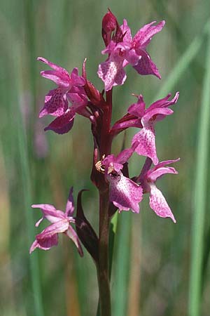 Dactylorhiza traunsteineri subsp. vosagiaca \ Wasgau-Fingerwurz, Wasgau-Knabenkraut / Wasgau Marsh Orchid, D  Eppenbrunn in der Pfalz 21.6.1998 