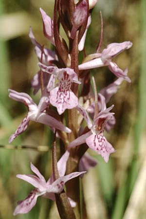 Dactylorhiza traunsteineri subsp. vosagiaca \ Wasgau-Fingerwurz, Wasgau-Knabenkraut / Wasgau Marsh Orchid, D  Ludwigswinkel in der Pfalz 21.6.1998 