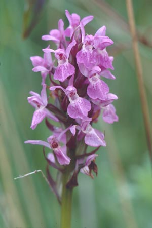Dactylorhiza praetermissa \ Übersehene Fingerwurz, Übersehenes Knabenkraut / Southern Marsh Orchid, D  Saarland Wolfertskopf 21.6.1999 