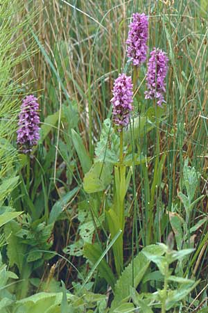 Dactylorhiza praetermissa \ Übersehene Fingerwurz, Übersehenes Knabenkraut / Southern Marsh Orchid, D  Saarland Wolfertskopf 21.6.1999 