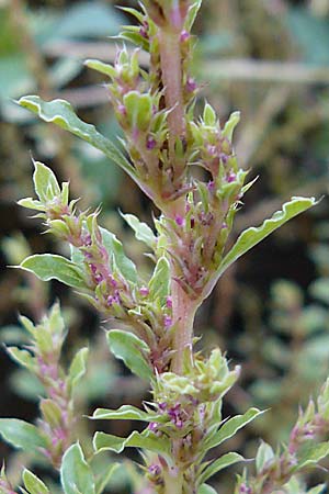 Amaranthus albus \ Weier Amaranth / White Pigweed, D Botan. Gar.  Universit.  Mainz 13.9.2008