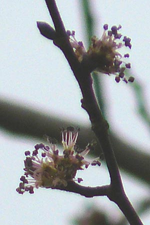 Ulmus glabra \ Berg-Ulme / Elm, D Mannheim 25.3.2010