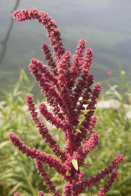 Amaranthus rudis \ Wasserhanf / Water Hemp, D Mannheim 25.9.2011