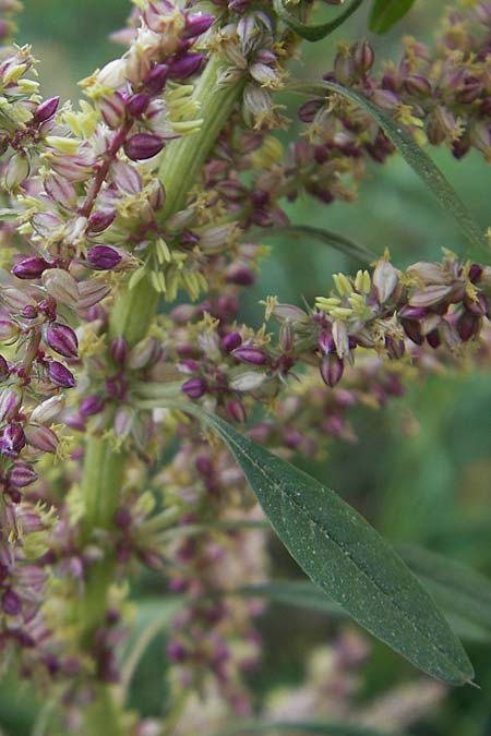 Amaranthus rudis \ Wasserhanf / Water Hemp, D Mannheim 25.9.2011