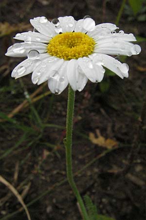 Anthemis arvensis \ Acker-Hundskamille / Corn Chamomile, D St. Leon - Rot 23.10.2006