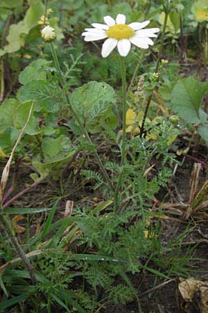 Anthemis arvensis \ Acker-Hundskamille / Corn Chamomile, D St. Leon - Rot 23.10.2006