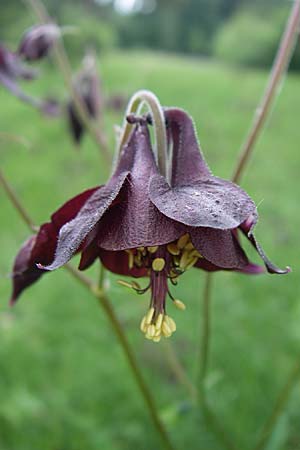 Aquilegia atrata \ Schwarzviolette Akelei / Dark Columbine, D Hurlach 8.6.2008