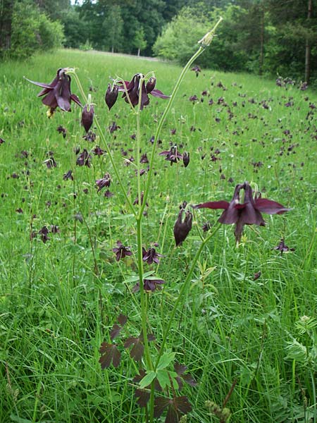 Aquilegia atrata \ Schwarzviolette Akelei / Dark Columbine, D Hurlach 8.6.2008